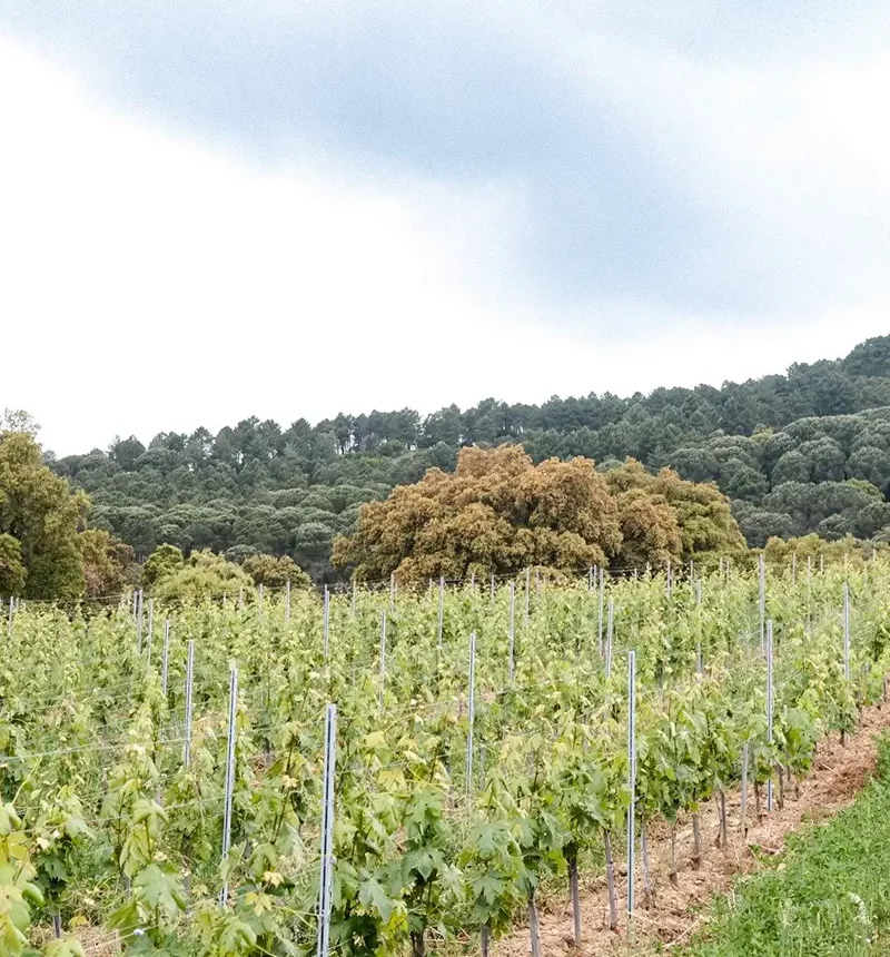 Vignes de la Ferme de Capelude